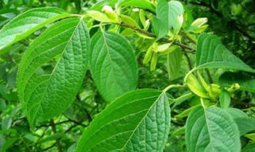 植物提取物飼料添加劑對(duì)于發(fā)展我國無抗養(yǎng)殖業(yè)將大有作為