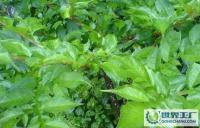 Amorphophalms konjac直銷魔芋[供應(yīng)]_植物提取物_世界工廠網(wǎng)中國(guó)產(chǎn)品信息庫(kù)