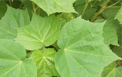 植物提取物方法 植物提取物常見檢測(cè)方法(完整版)