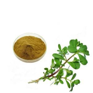 馬齒莧提取物 植物提取物中的多面手