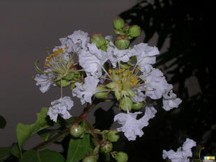 優(yōu)質(zhì)白薇提取物 上海康汀生物供應(yīng)10:1高純度庫存