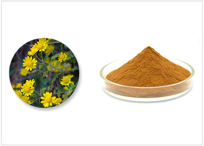 野菊花提取物的多重功效與應(yīng)用前景
